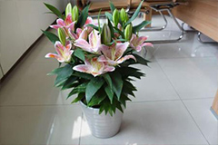 盆栽百合生产技术要点