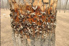 害虫防治新途径--无公害粘虫胶