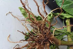 如何识别与防治苗木根部病害