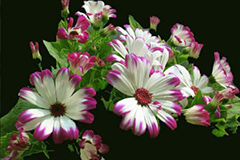 白露时节花卉管理要点