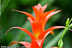 如何防治观赏凤梨病害