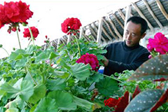 养花小常识：花卉防病