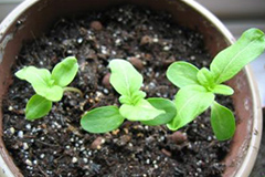 养花小常识：为盆花收集有机肥