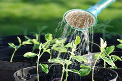 养花小常识：浇花六法