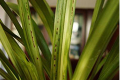 几种常见兰花病毒及其传播途径