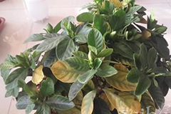 如何预防花卉入房后黄叶