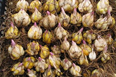 怎样才能选到好的百合种球