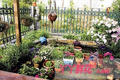 9月份适于庭院陈列的花卉