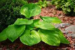 如何预防玉簪叶片枯黄