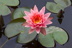 如何防治大雨过后荷花叶片腐烂