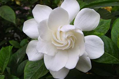 栀子花不能乱施硫酸亚铁