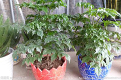 如何繁殖富贵树