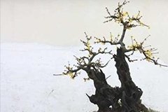 盆栽腊梅生长茂盛不开花原因