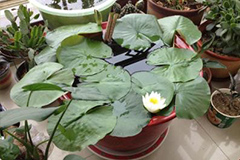 如何在阳台养睡莲