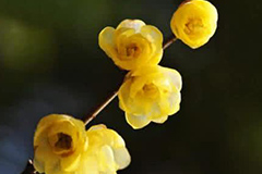 腊梅夏季管理四要点