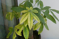 如何防治发财树落叶