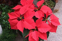 夏季一品红高温障碍表现及救治