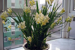 如何在盆内培养小苍兰