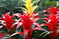 凤梨提前开花小窍门