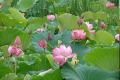 如何防治荷花常见病虫害