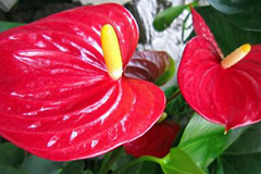 夏季如何为红掌降温