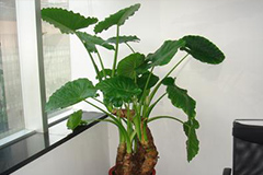 滴水观音花夏季管理要点