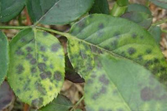 夏季玫瑰黑斑病防治要点