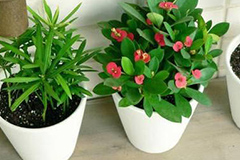 高温天气盆花要做好“四防”