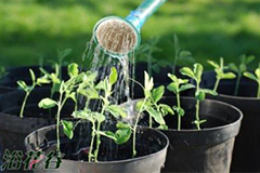 把握花卉最佳浇水时间