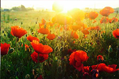 花卉与阳光和气温的关系