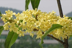 楼房里养桂花掌握要领