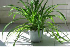 吊兰和文竹的别样种法