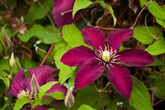 铁线莲应用注意事项