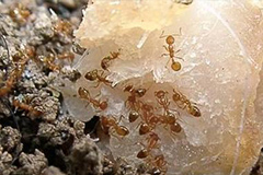 物理化学方法防除花盆蚂蚁