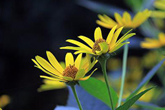 六月花卉施肥管理要点