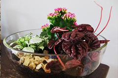 夏季盆花巧管理小技巧