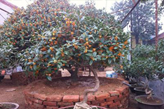 如何在楼房中养护桂花