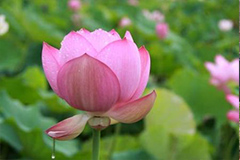 荷花的日常管理和虫害防治