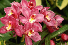 三种方法繁殖大花蕙兰