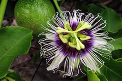 西番莲繁殖和栽培技术