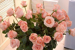 北方月季鲜切花栽培技术