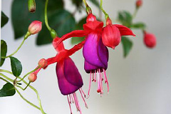 吊钟海棠落花防治措施