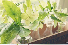 巧用啤酒给观叶花卉“洗澡”