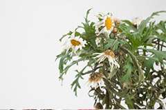 萎蔫花卉神奇抢救有效果