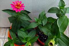 养花不开花 原因为哪般？