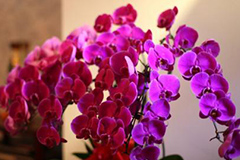 养护蝴蝶兰的几个要点