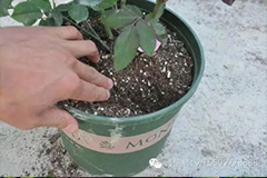 4方法巧妙判断盆花缺水