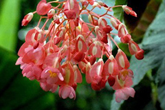 竹节海棠的栽培要点