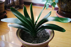 如何养护分株后的君子兰子株