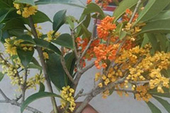 利用女贞老桩嫁接桂花